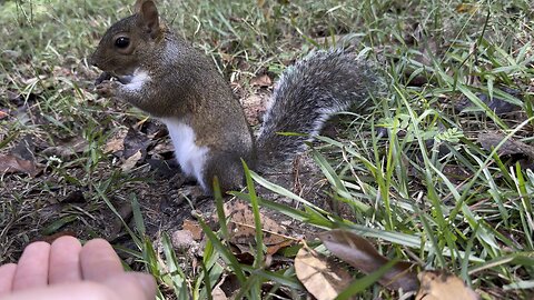 Lots of evil in the world, so enjoy this short video of me feeding a squirrel