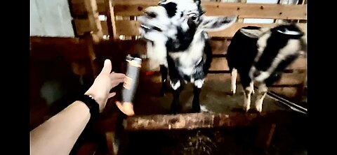 Knife wielding goat try’s to stab me 🤔 | What? It was a motivational video! | Mississippi babies!
