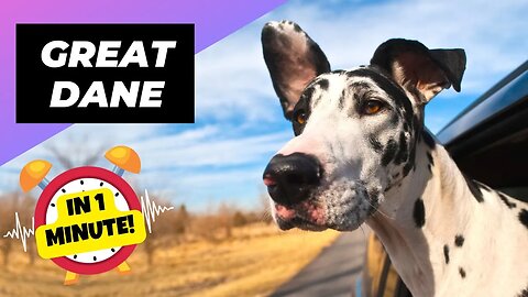 Great Dane - In 1 Minute! 🐶 The Truth Behind Their Massive Size! | 1 Minute Animals