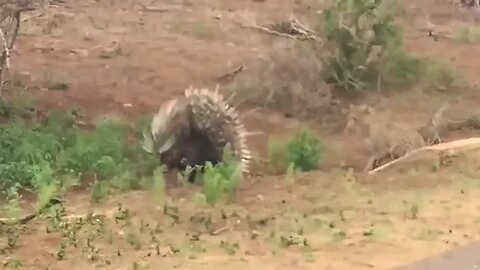 Porcupine Too Danger! Lion, Leopard and Python Risked Their Lives When Hunting Porcupine | Wildlife