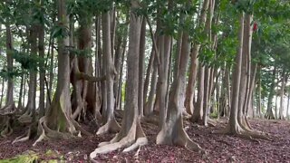 Big Elaeocarpus ganitrus trees and bamboo trees at the Sacred Rudraksha Forest, Kauai Island, Hawaii