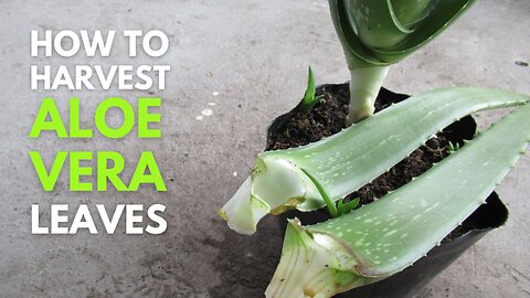 How To Harvest and Cut Aloe vera Leaves