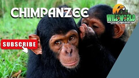 Chimpanzee