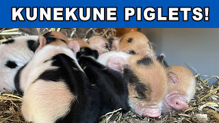 Poppy Had Her Piglets! How many kunekune babies did she have?