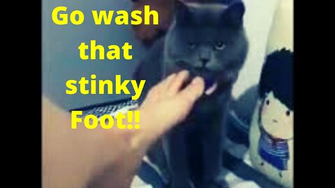 Cat faints with bad smell from its Tutor's foot