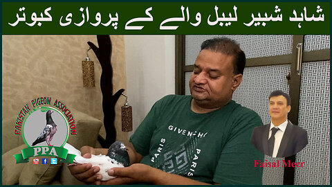 Shahid Shabbir Label Walay Kay Parwazi Kabutar Watch In HD Urdu/Hindi #faisal #pigeon #kabootar