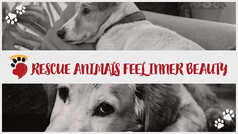 Animals Feel One’s Inner Beauty – Inspiring Rescue Message – Tail Life TV – Nikki Karis