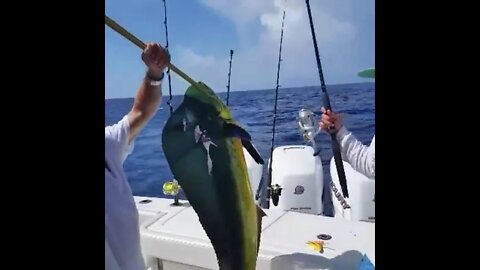 How to: Catch Dorado, Dolphin Fish, Mahi ❤️