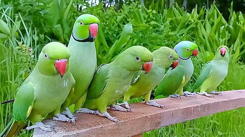Parrot Nature Video