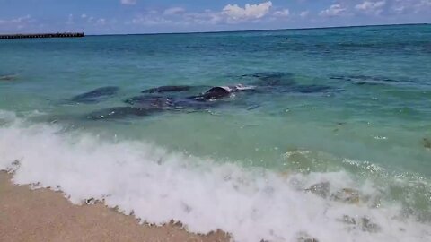 'Manatee party' spotted near shore in Palm Beach County