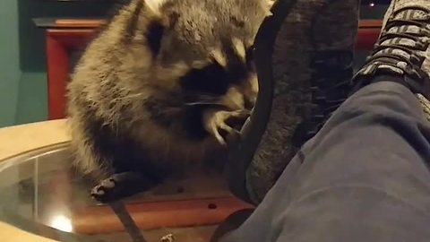 Raccoon helps owner remove rocks from her shoes