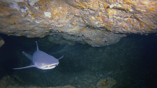 10 Ft Bull Shark Attacks Spear Fisherman