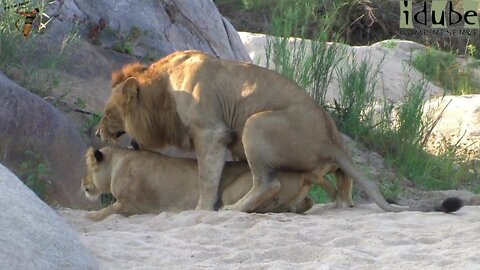 WILDlife: Pairing Lions In The Riverbed