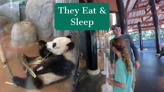 Panda Eating Bamboo at Memphis Zoo || 360 VR Video || Episode -5