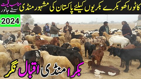 Iqbal Nagar Bakra Mandi Today Latest Update | Beetal Goats | Breeders Bakray I Bakra price Pakistan