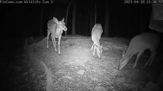 Wildlife cam 2