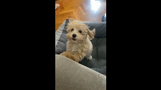 Maltipoo Puppy Playing With Her Owner