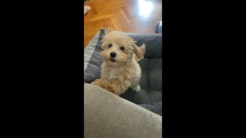 Maltipoo Puppy Playing With Her Owner