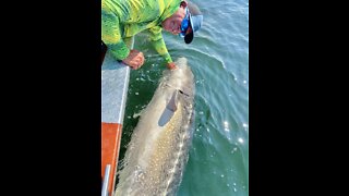 Safe release of a MONSTER 9’+ White Sturgeon