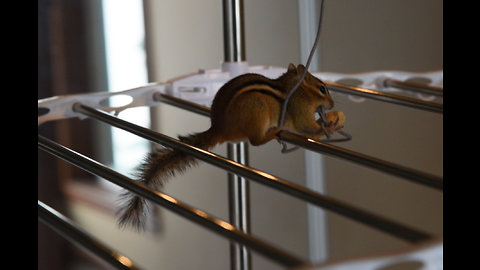 Smart chipmunk overcomes obstacles for treats