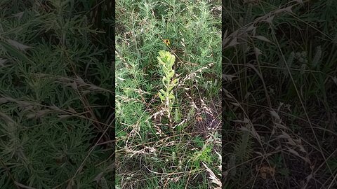A PLANT IN A PASTURE (06/22/23)