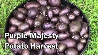 Purple Majesty Potato Harvest From 10 Gallon Grow Bag