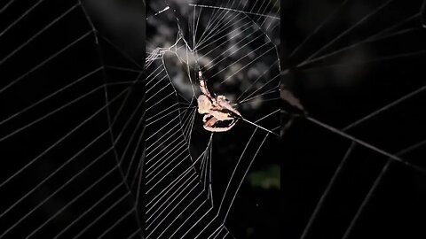 A really big spider, spinning a web and catching a bug ￼
