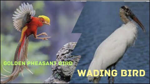 Golden Pheasant and Wading birds in the wild