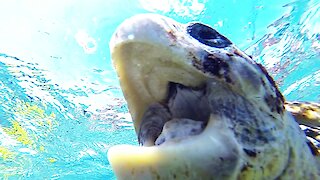 Critically endangered sea turtle chomps on tourist's arm