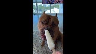 GIANT Pit Bull tried coconut popsicle for first time! 🦁😋😆