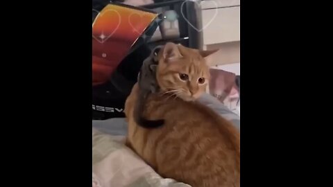 Cat doesn’t know what to do!