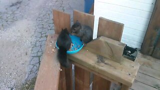 cats and squirrels 2