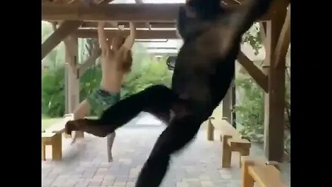 Man and ape just hanging out #monkeylove #monkeybusiness #funtimes #humanity #livinglife