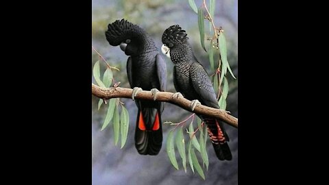 The most beautiful birds1