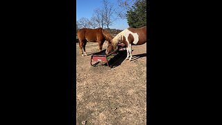 horses eating