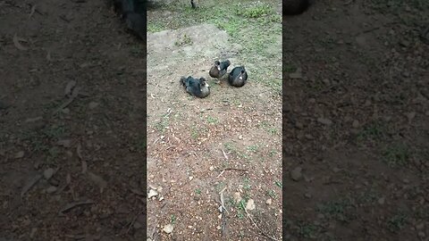 Three beautiful bronze Muscovy Ducks