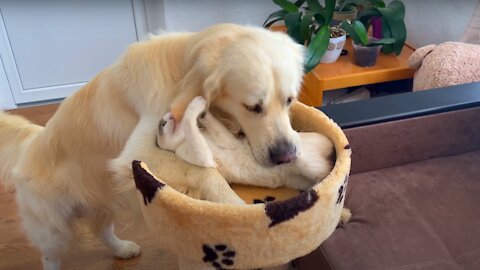 The Funniest Golden Retriever and Cutest Kitten - Amazing Friendship