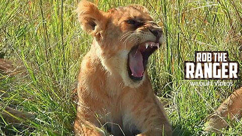 Cute Lion Cubs In The Pride | Maasai Mara Safari | Zebra Plains