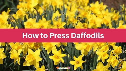 How to Press: Daffodils