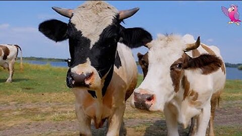 COW VIDEO 🐮🐄 COWS MOOING AND GRAZING IN A FIELD 🐄🐮