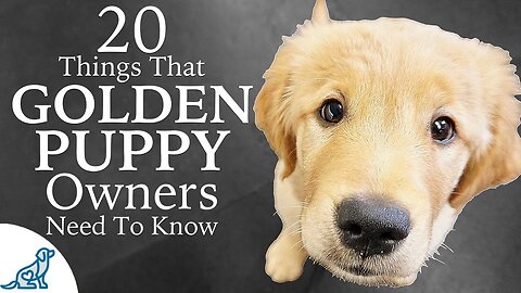 Golden Retriever Puppy First Week Home - Professional Dog Training Tips