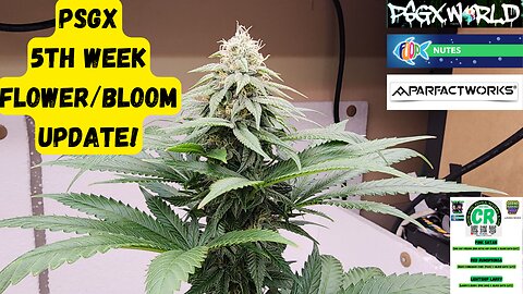 Prairie State Genetix Murder She Wrote Pack Medical Cannabis 5th week flower/bloom update!