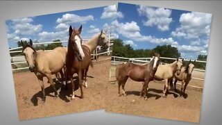 Colorado woman needs help after saving three horses from Oklahoma kill pen