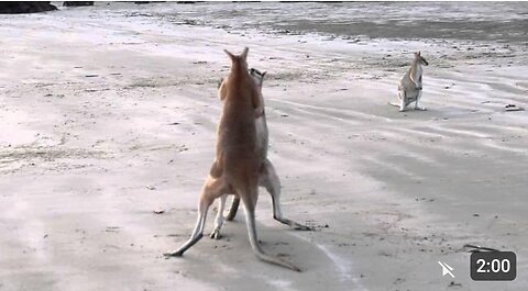 Wallaby Fight on the beach of Cape Hillsborough