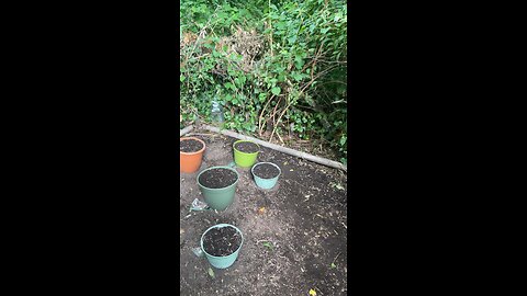 How to grow weed outdoors part 2