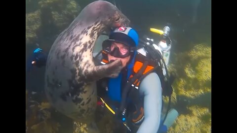 Seal Can't Stop Hugging This Diver