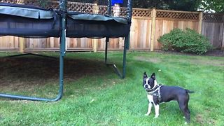 French Bulldog Loves Trampolines