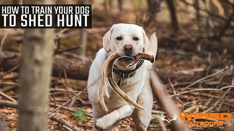 Want to Find More Sheds? Train Your Dog To Shed Hunt