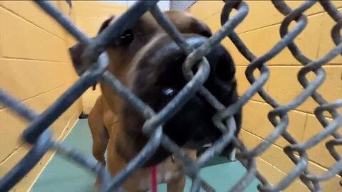Manatee County Animal Welfare desperately needs dog fosters