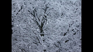 Snowing Love and Gratitude with Music By Giant Sequoia Tree Jan 2023